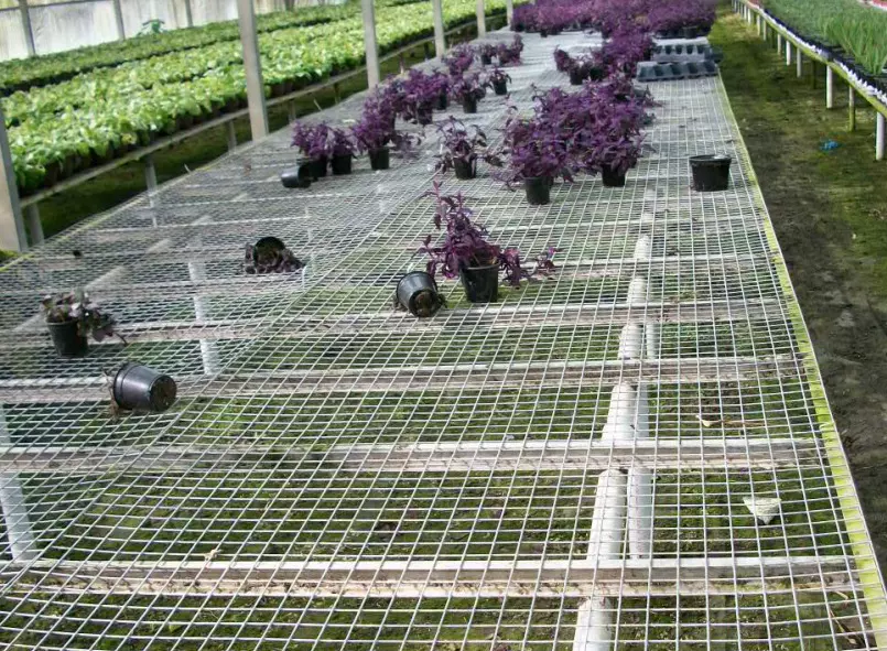 苗床网苗床镀锌网大棚苗床温室苗床网大棚花架网育苗床 苗床网苗床镀锌网大棚苗床温室苗床网大棚花架网育苗床