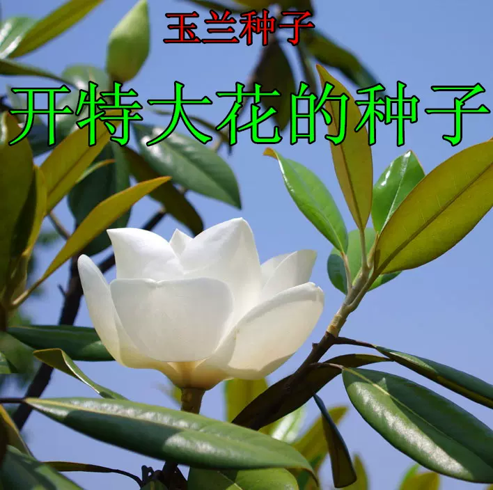 玉蘭種子白玉蘭 木蘭 玉蘭花 玉樹 望春 應春花玉堂春