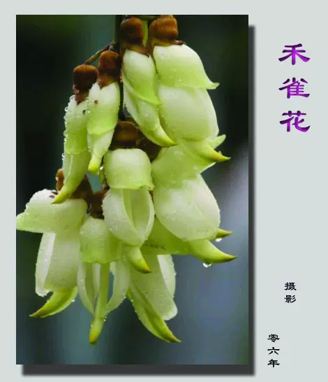 广东新会禾雀花白花油麻藤常绿油麻藤珍稀