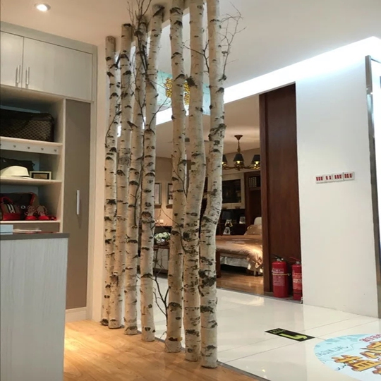 白樺　成木　1.4メートル 白樺 成木 1.4メートル