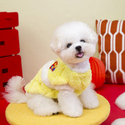 Pet Clothing Dog Clothes Autumn and Winter Festive Clothes New New Year Clothing 2025 Two-legged Velvet Jacket Teddy Pomeranian