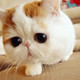 CuddlyMeow 卡叮喵