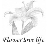 星空里FLOWER