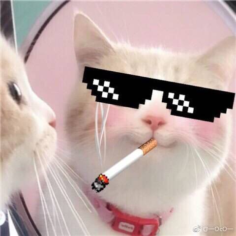 猫帮主宠物俱乐部