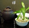 一叶堂茶礼 紫砂茶宠茶壶茶杯