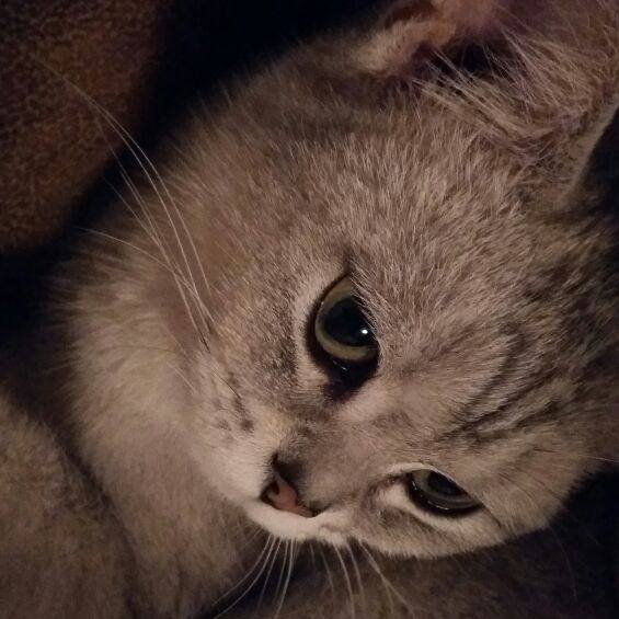 猫掌柜美妆铺