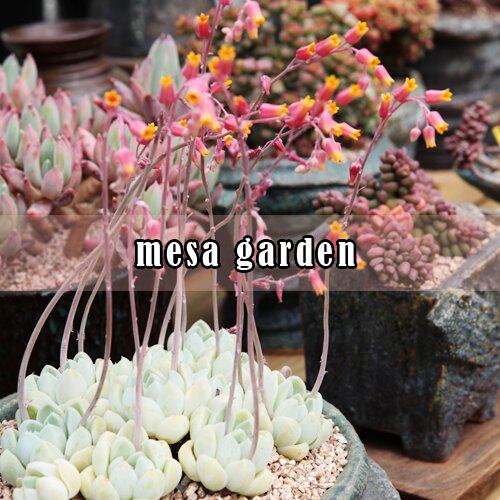 meet garden