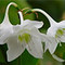 Foxtail Lily Home Furnishing