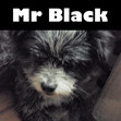 MrBlack帽业