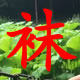 棉足坊袜子店