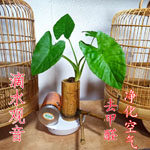 6号鸟笼店