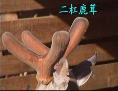 珍品源鹿业的LOGO