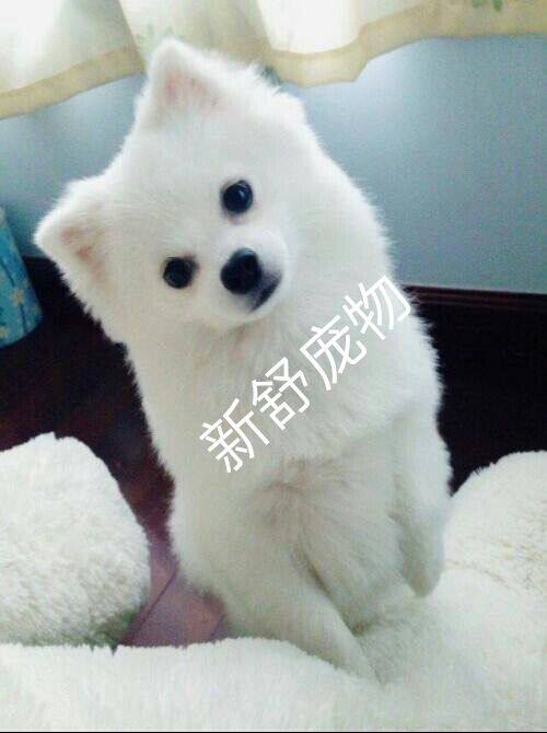 新舒宠物用品