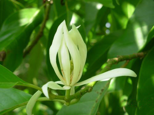 三毛花坊