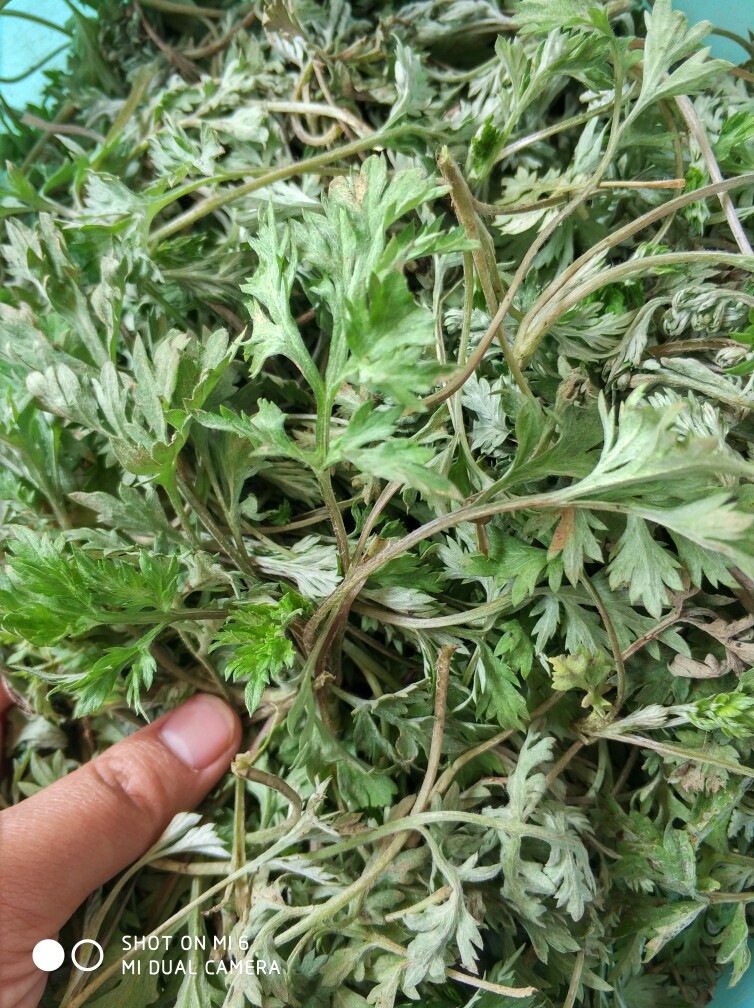 青青艾草养生体验店