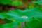 Water Drops On Lotus Leaf