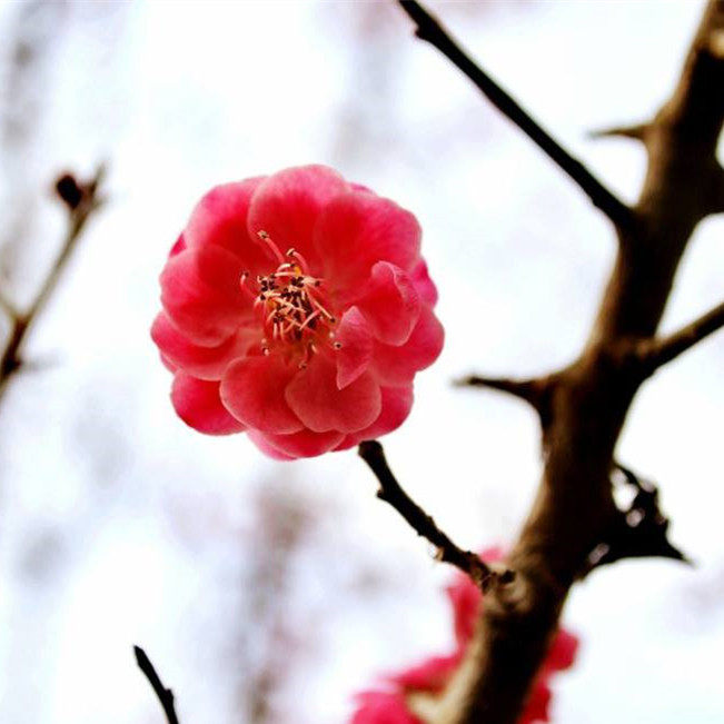 AI慕干花花卉礼品店的LOGO