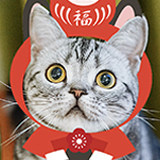 喵汪江湖｜桃乐喵