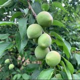 绿然美食