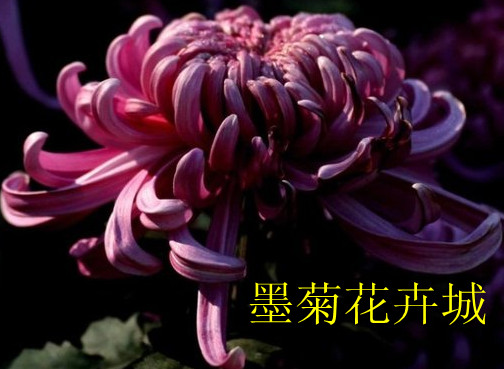墨菊园艺的LOGO