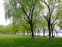 春风又绿故乡树