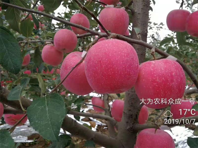 烟台栖霞市佳霖果树苗木合作社