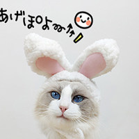 天空猫 SkyCat的LOGO