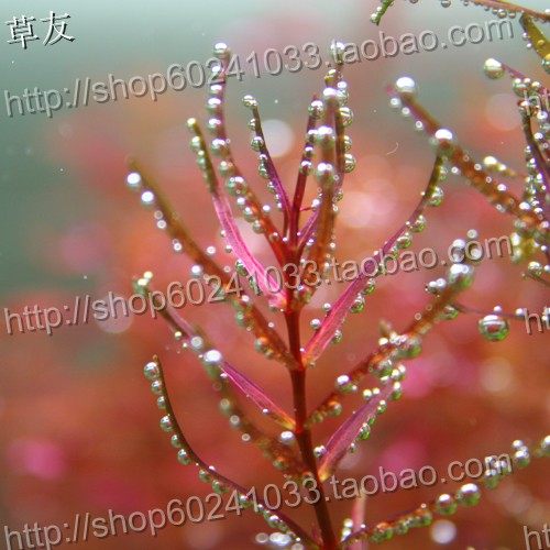 草友之家水草店的LOGO