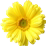 wuli flower