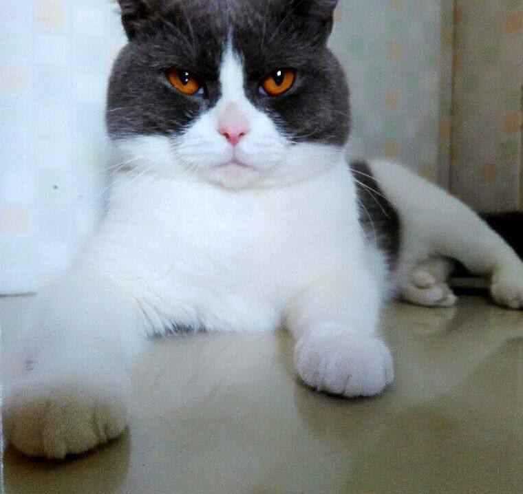 决然萌宠馆