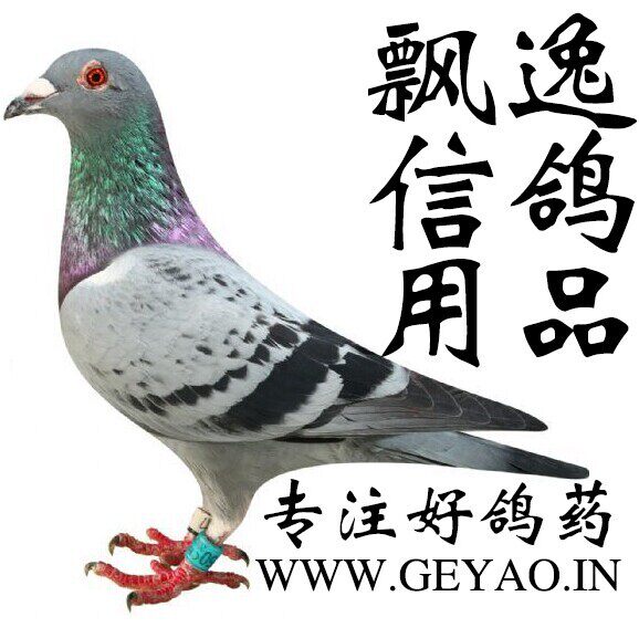 超飞达赛鸽用品批发的LOGO