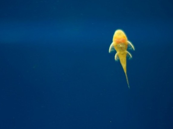 鱼天下水族商城