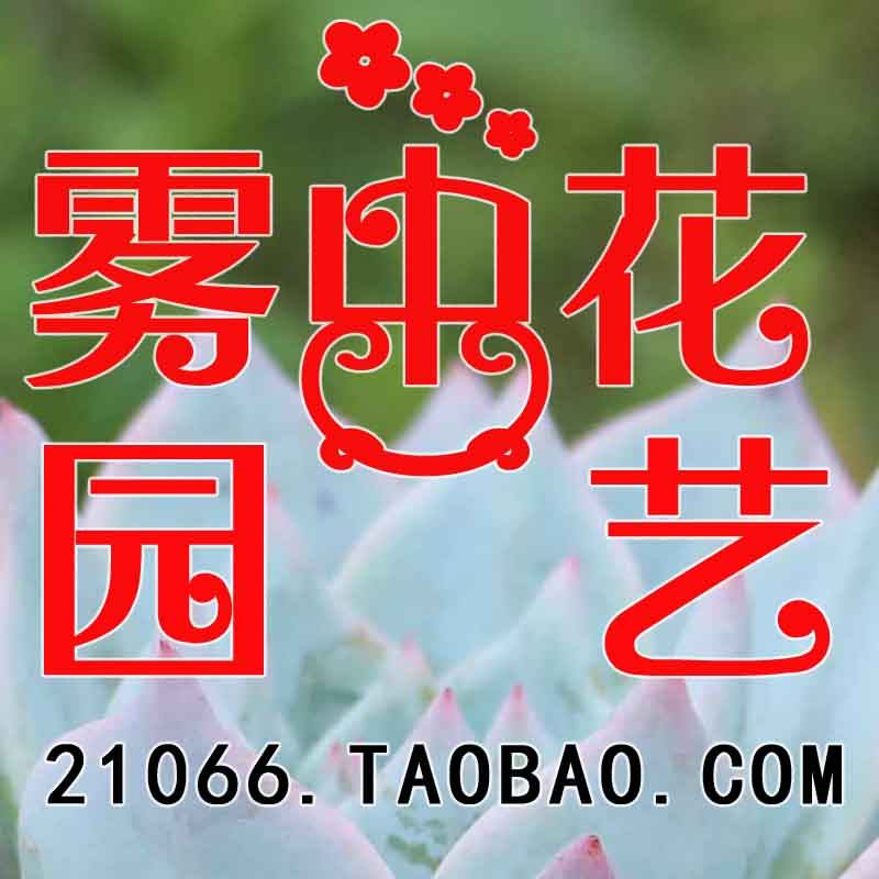 雾中花珍贵苗木基地