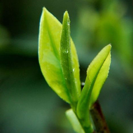 广西昭平县茗然茶业