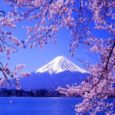 浪漫樱花外贸家居床品店