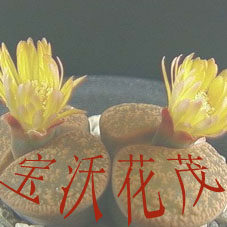 宝沃花茂的LOGO