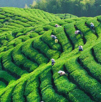 韵品香茶业