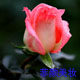 一起好运来
