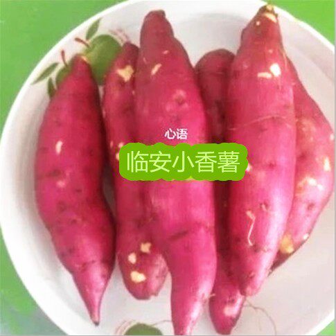 咱家菜园地