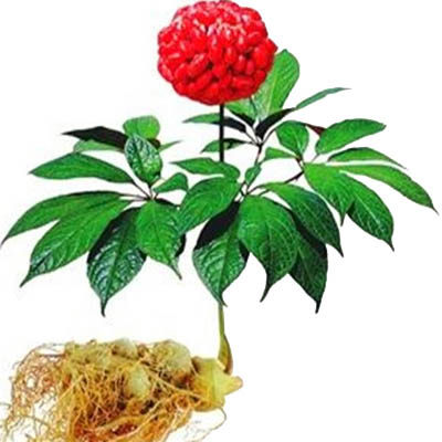 云南膳食滋补堂