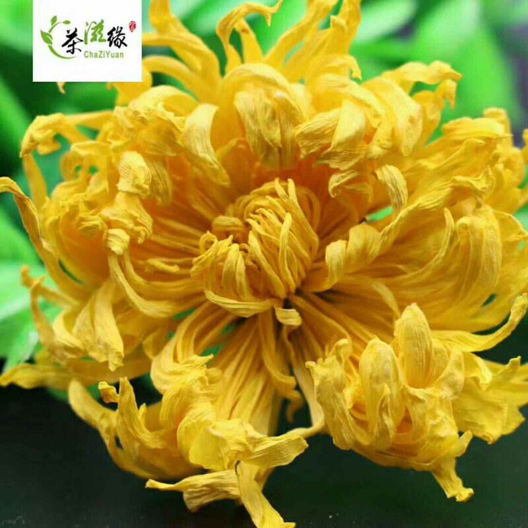修水金丝皇菊yanyan