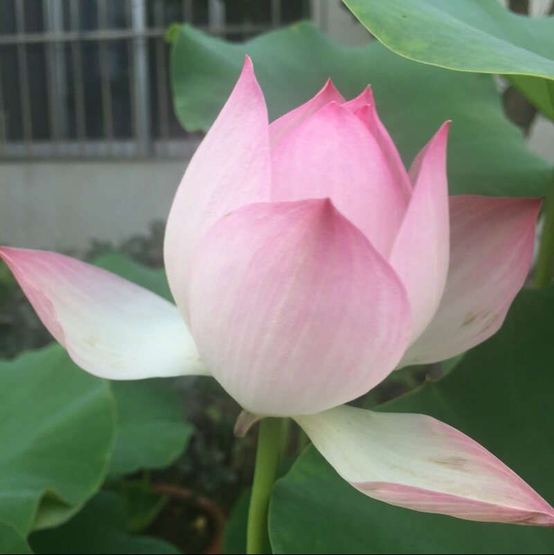 新泰市青云街道杰依电子商务中心的LOGO