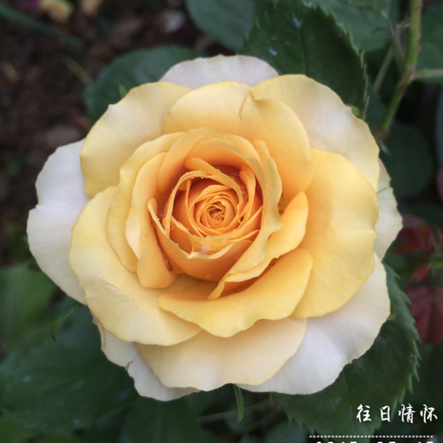 艾诺丁电子科技
