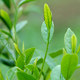 尚而钟茗茶叶店
