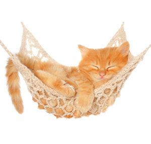 小花猫健身器材的LOGO
