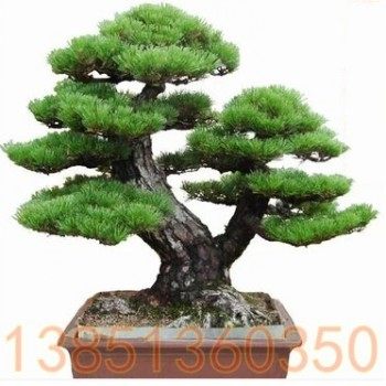 绿恒花卉种苗培育场
