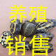老苏龟鳖专业户的LOGO