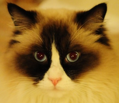 花猫商城