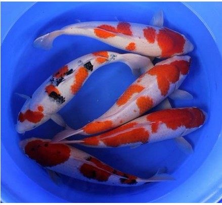 清盈水族的LOGO