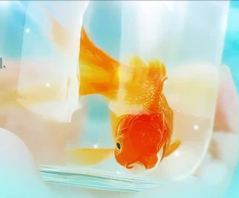 樱花小妹